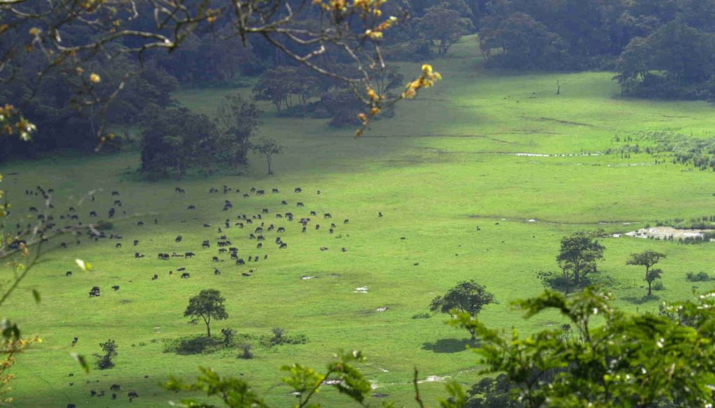 Hatari Lodge - Tansania Safaris - Cobra Verde