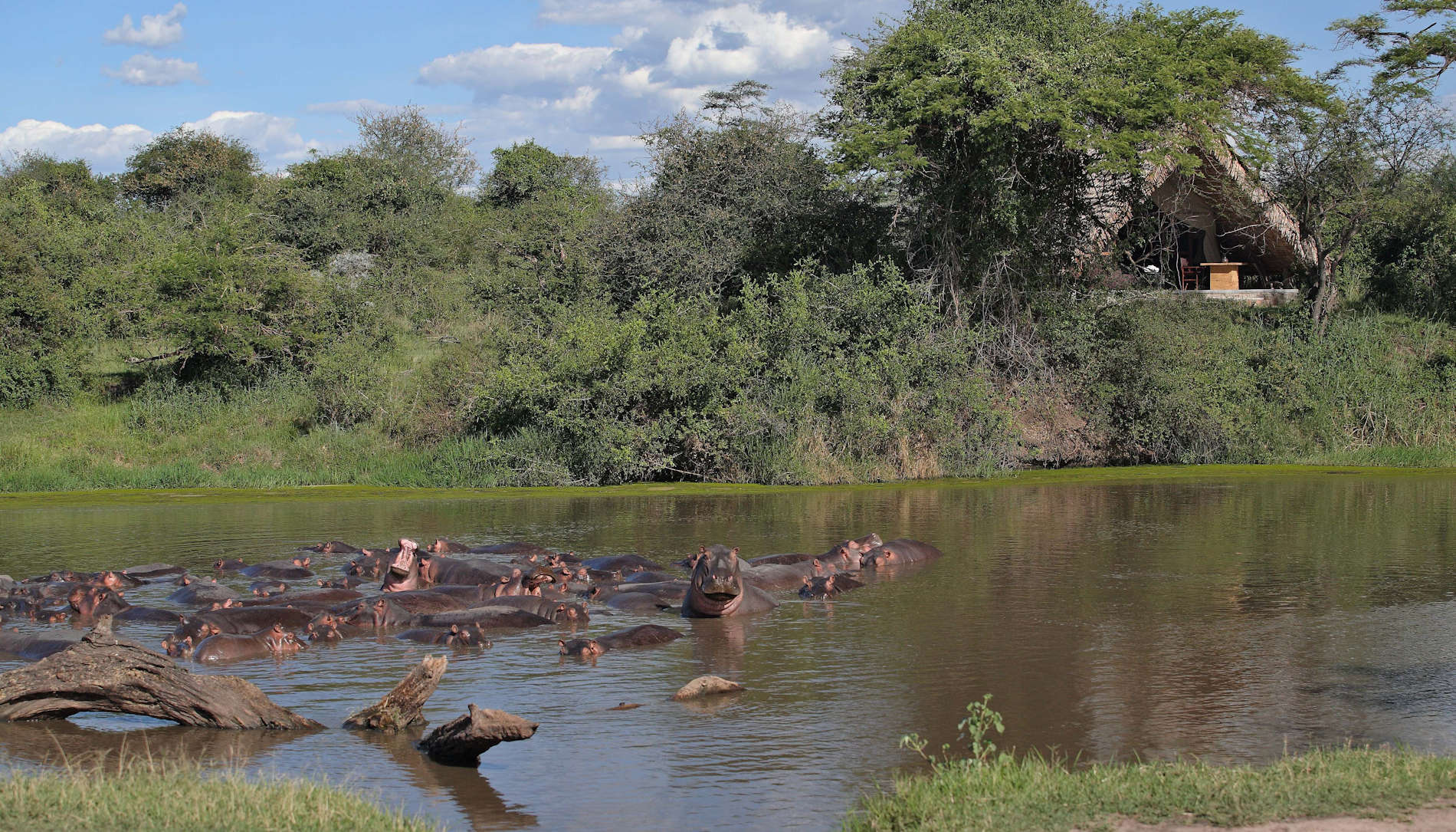 Grumeti Serengeti Tented Camp (8)