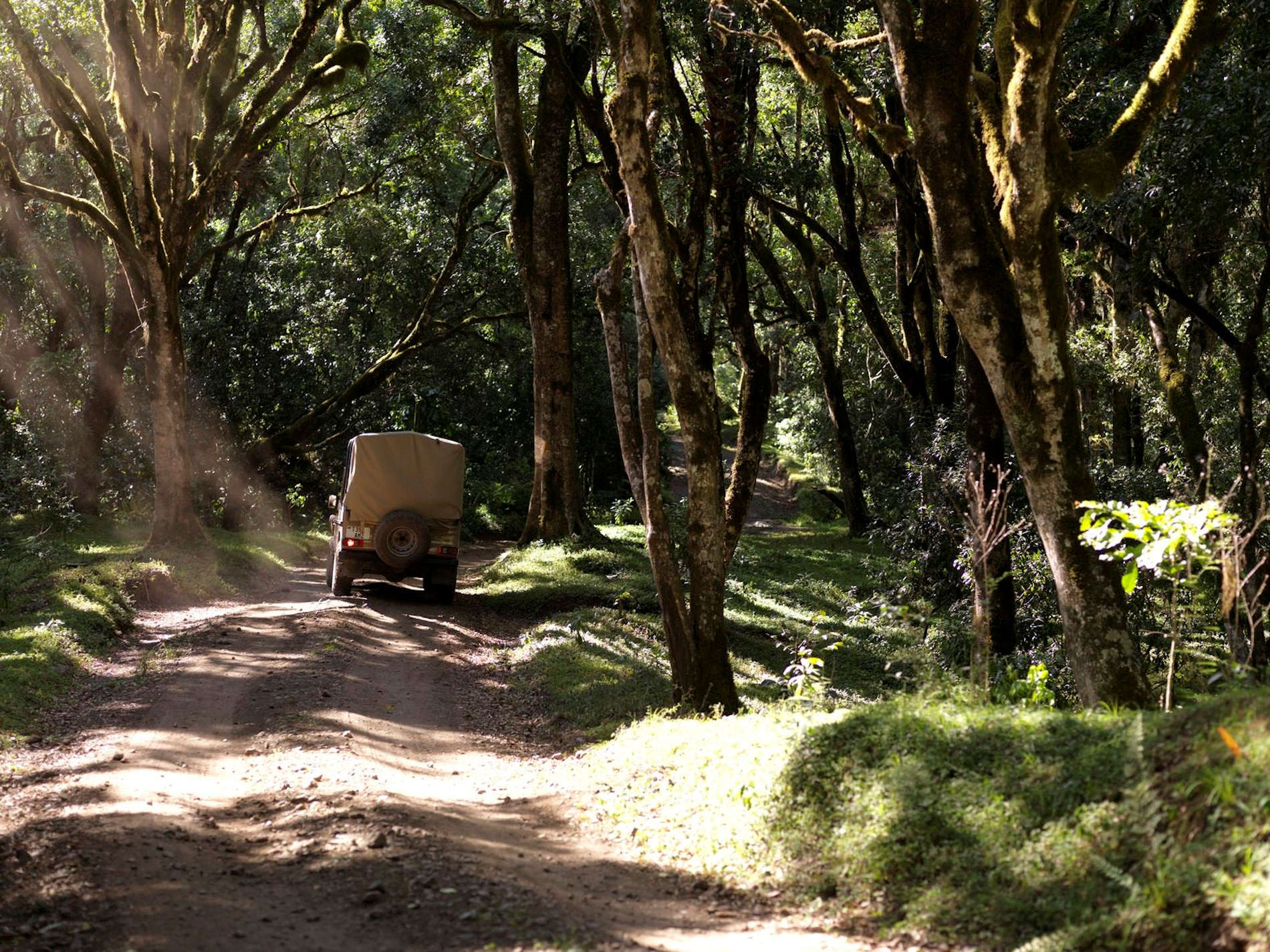 Tansania Safaris und Reisen Arusha