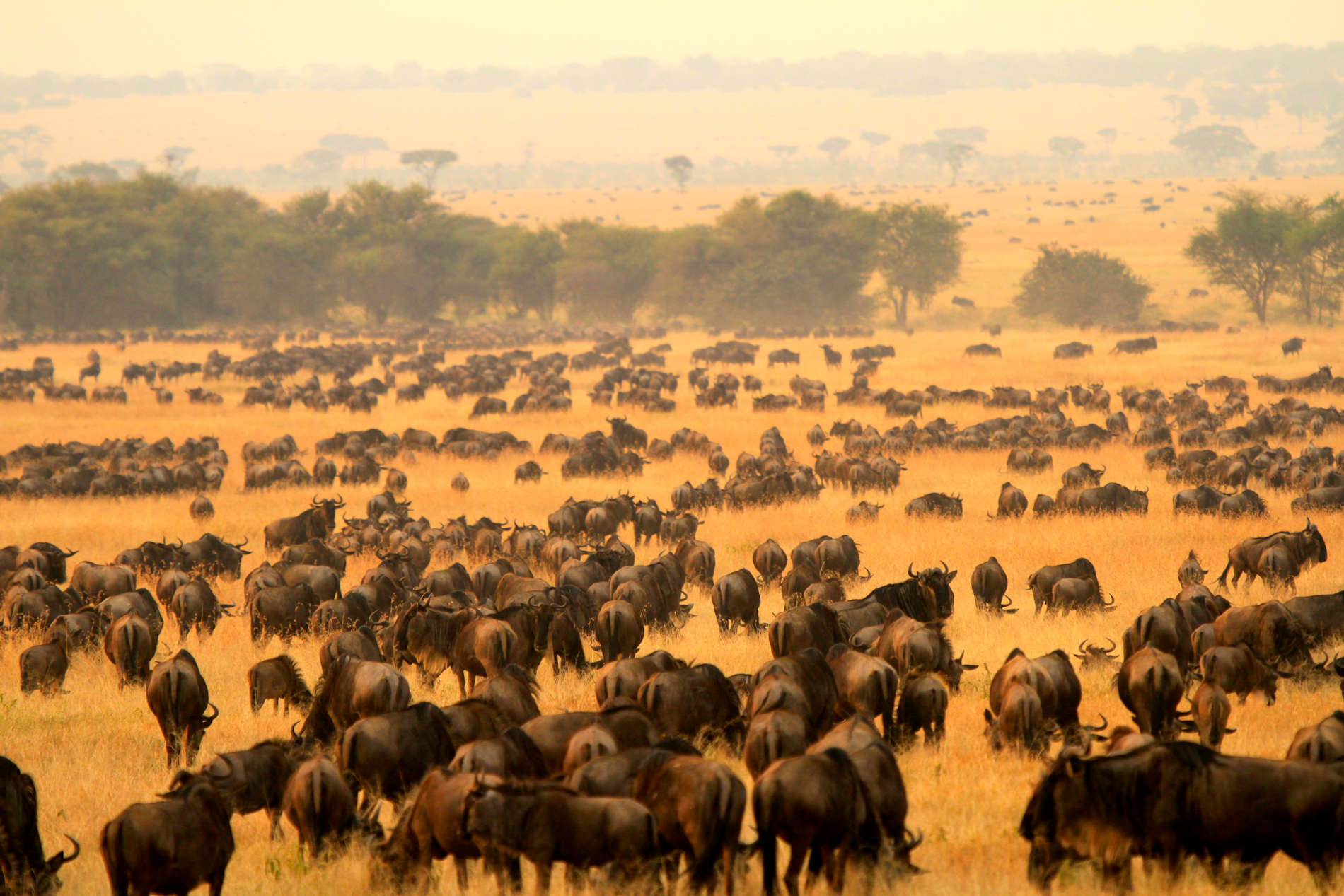 Legendary Serengeti Camp (9)