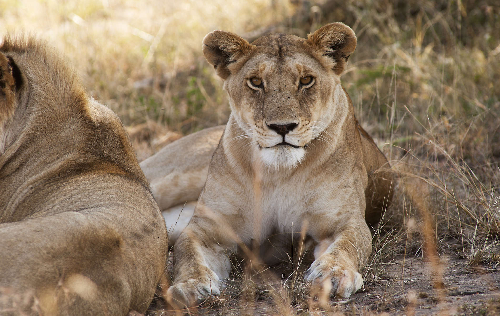 Mkombes House Serengeti (13)