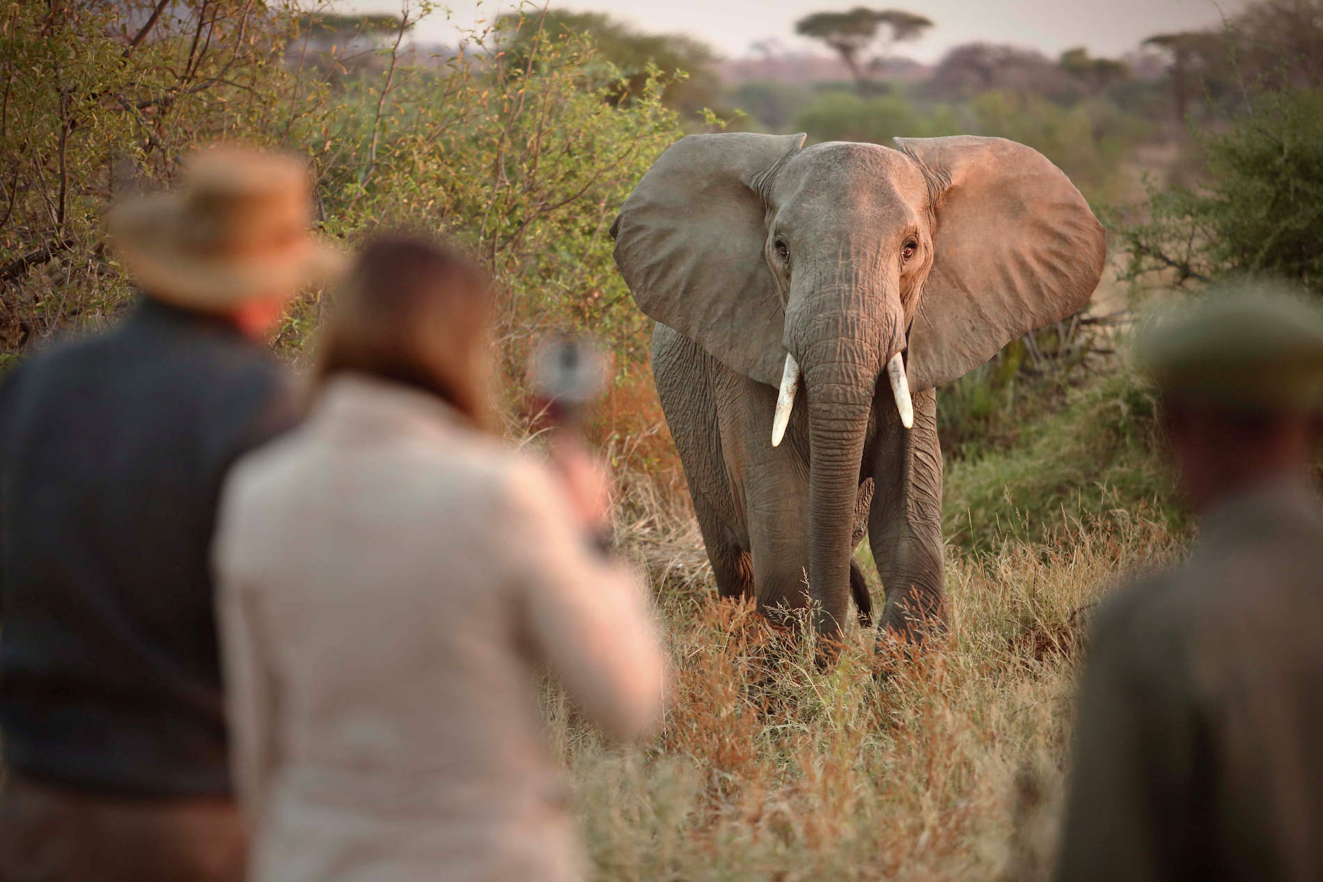 Kichaka Camp Ruaha (67)