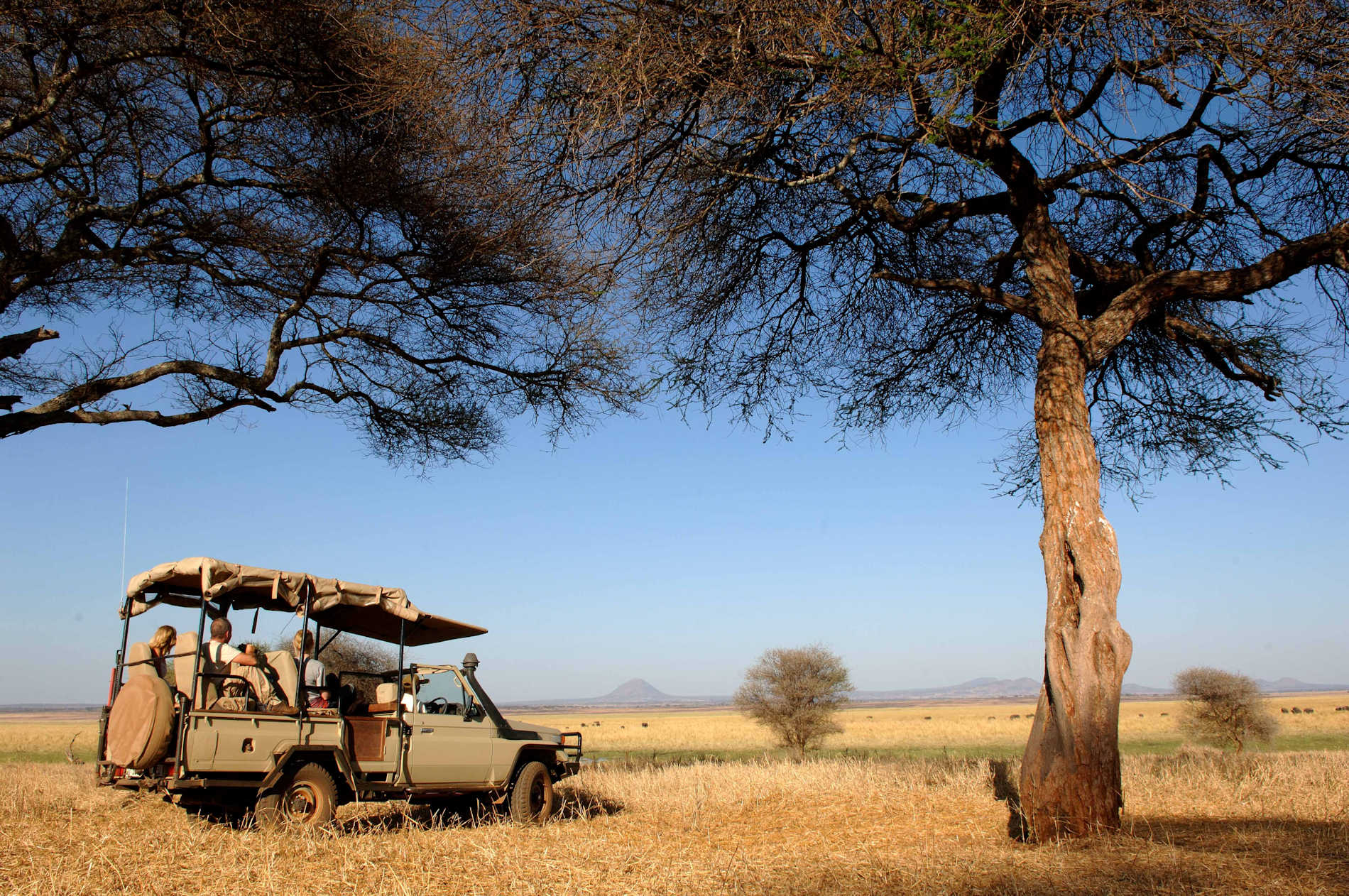 Tarangire Safari