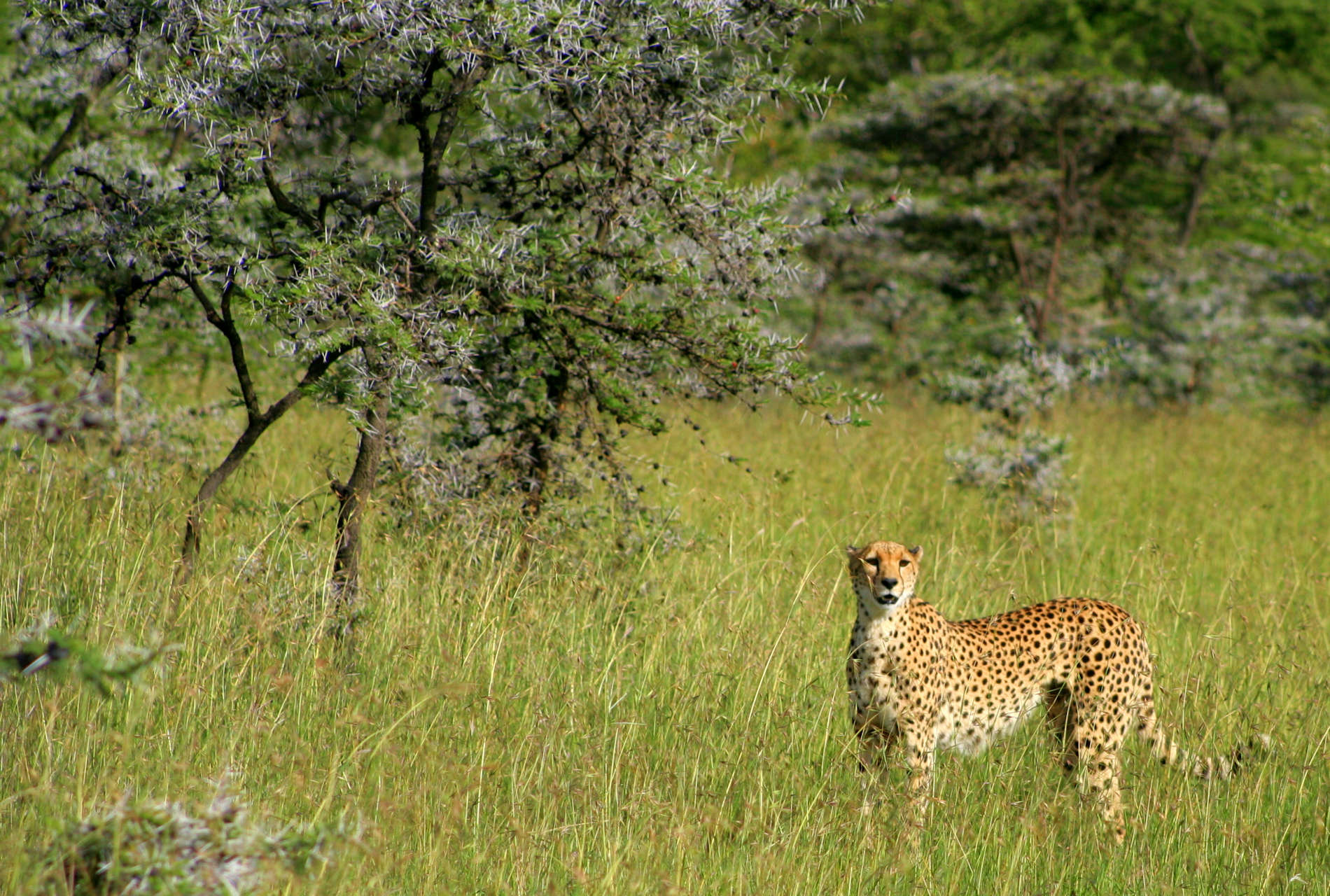 Naboisho-Camp-cheetah-field-kenya-safari
