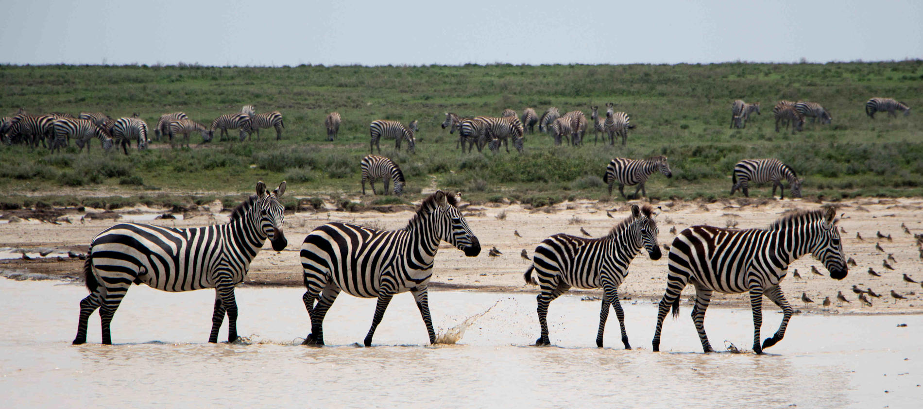 Olakira Camp Serengeti (10)