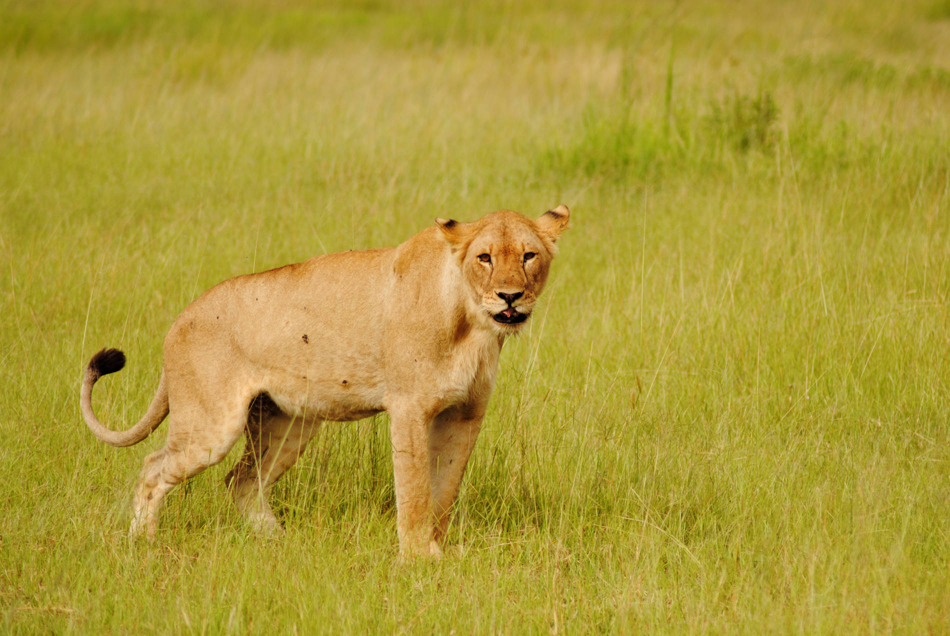 Soroi Serengeti Camp (29)
