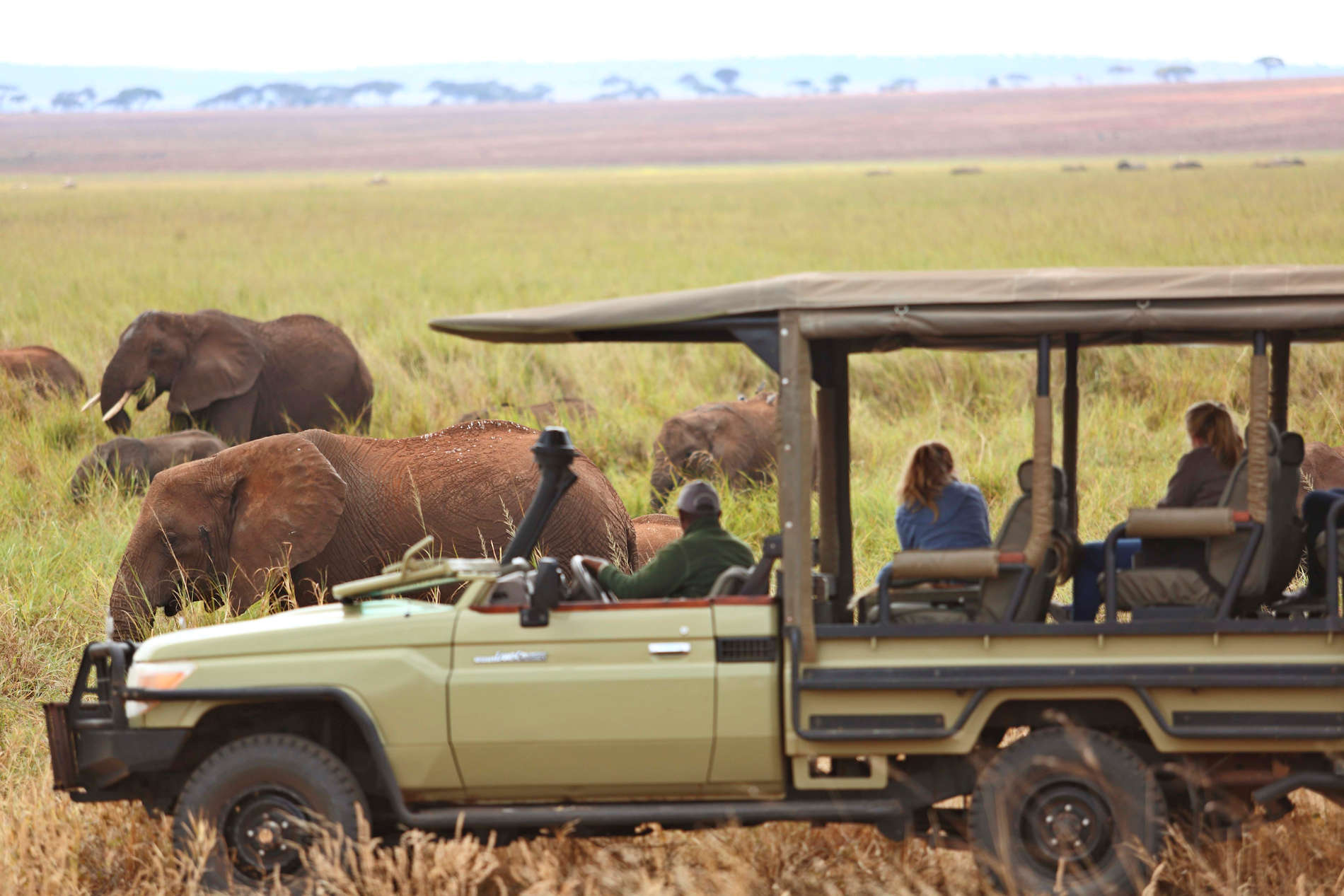 olivers-camp-elephants-game-drive