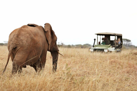 Tansania Safaris und Reisen