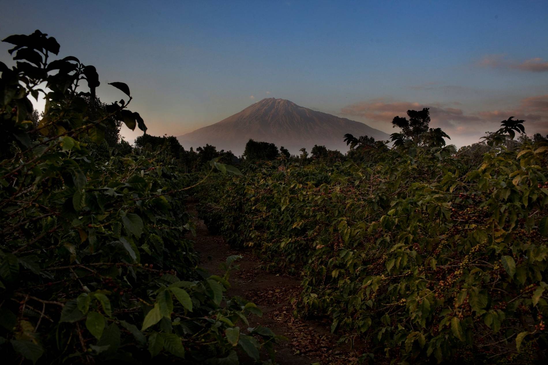 Arusha Coffee Lodge (7)_copyr_justin_mott