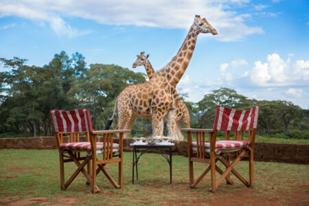 Tansania Safari Nachmittagstee