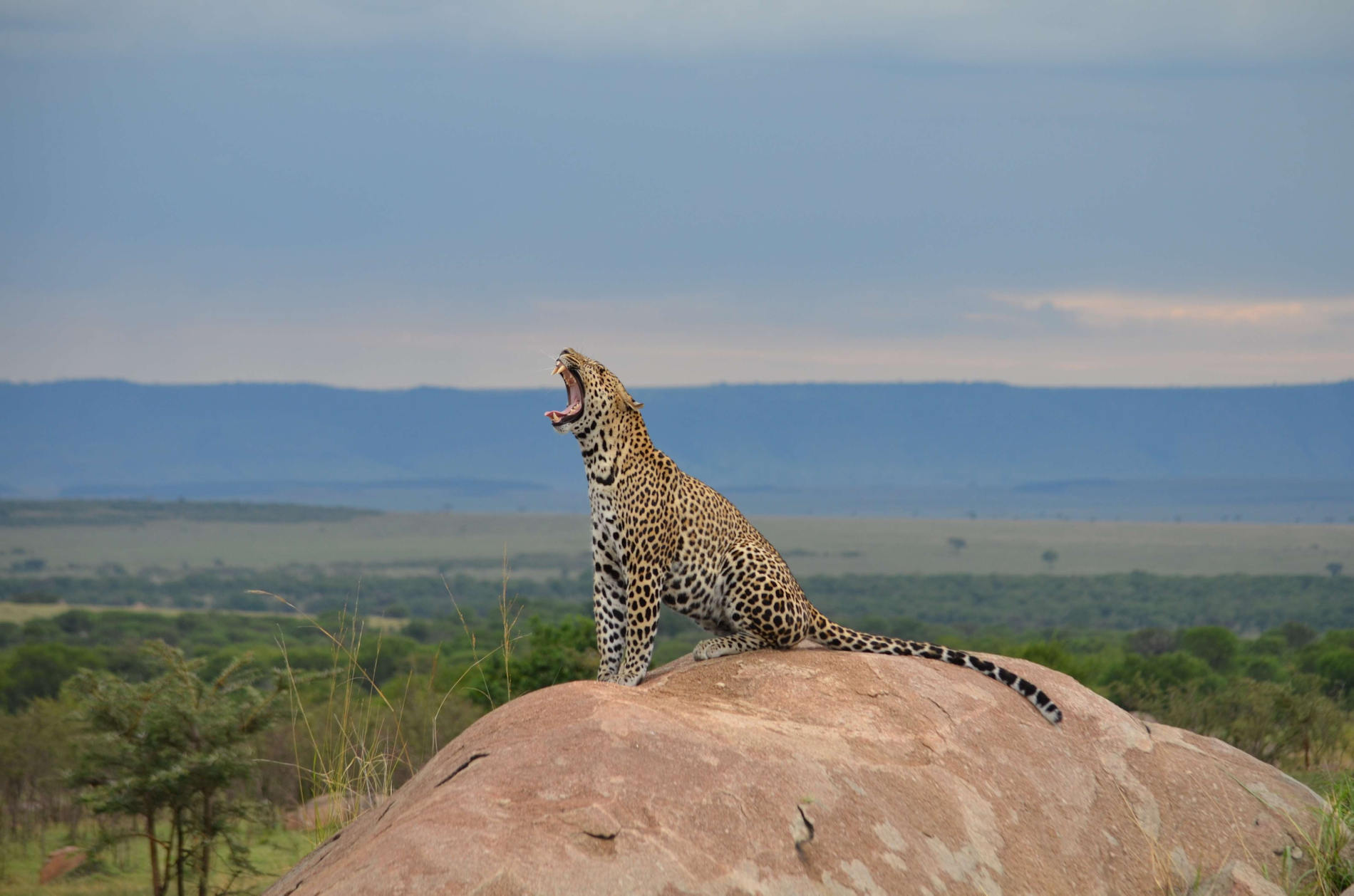 Lepard bei Olakira Camp in Serengeti Nationalpark - Asilia Africa