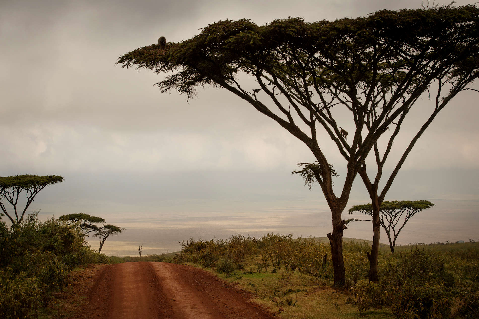 Ngorongoro Highlands - Tansania (35)