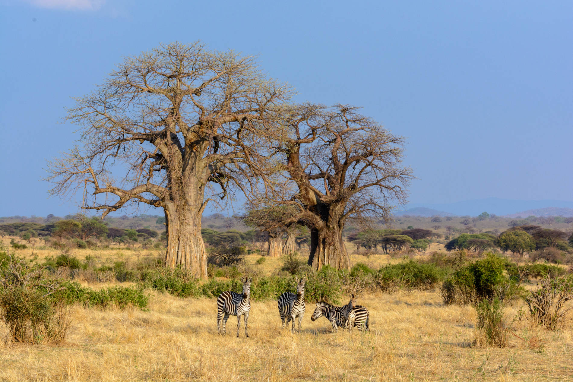 Jabali Ridge Ruaha Tanzania copyright Roger de la Harpe