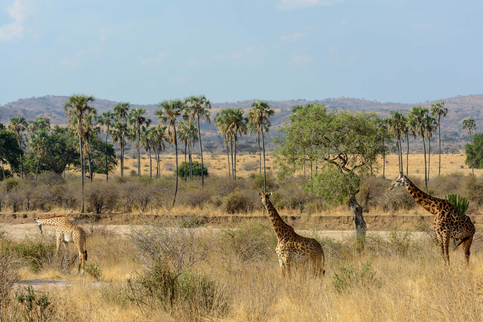 Jabali Ridge Ruaha Tanzania copyright Roger de la Harpe