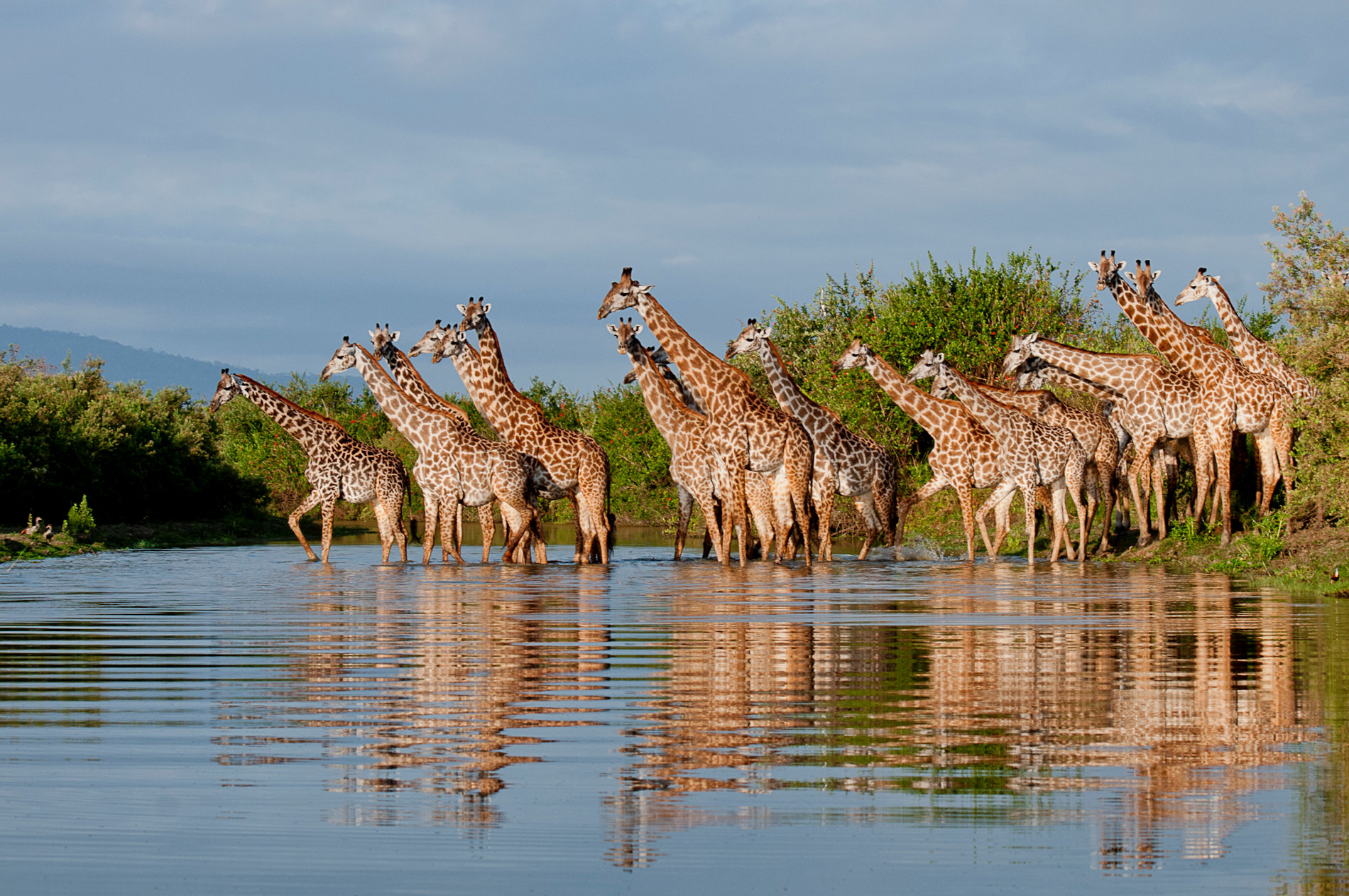 Selous Giraffe River Reflections Roho ya Camp Selous copyright Robert J Ross