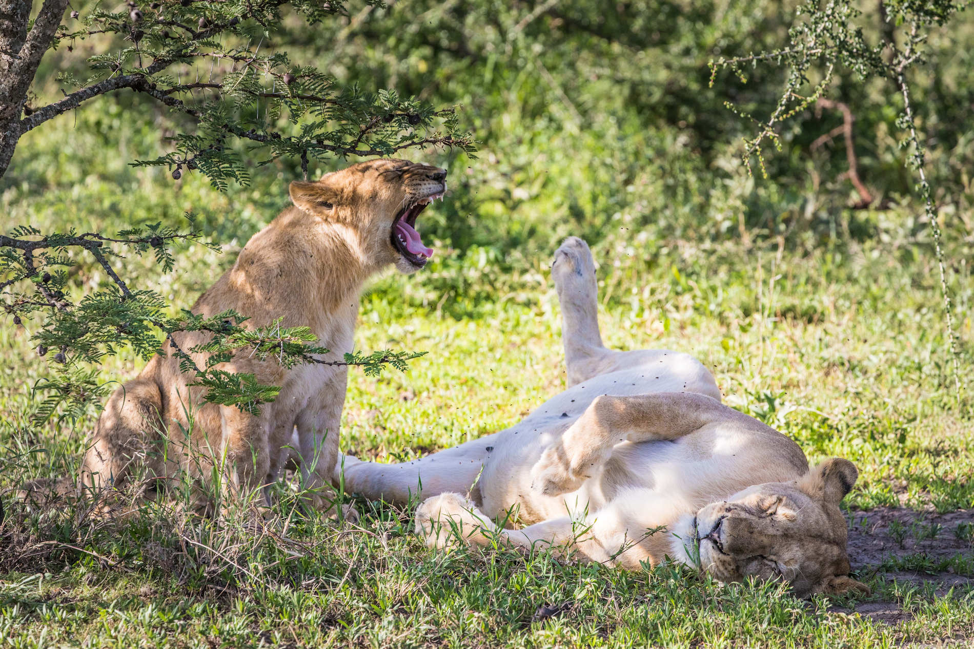 © Mwiba Tented Camp - Scott Ramsay