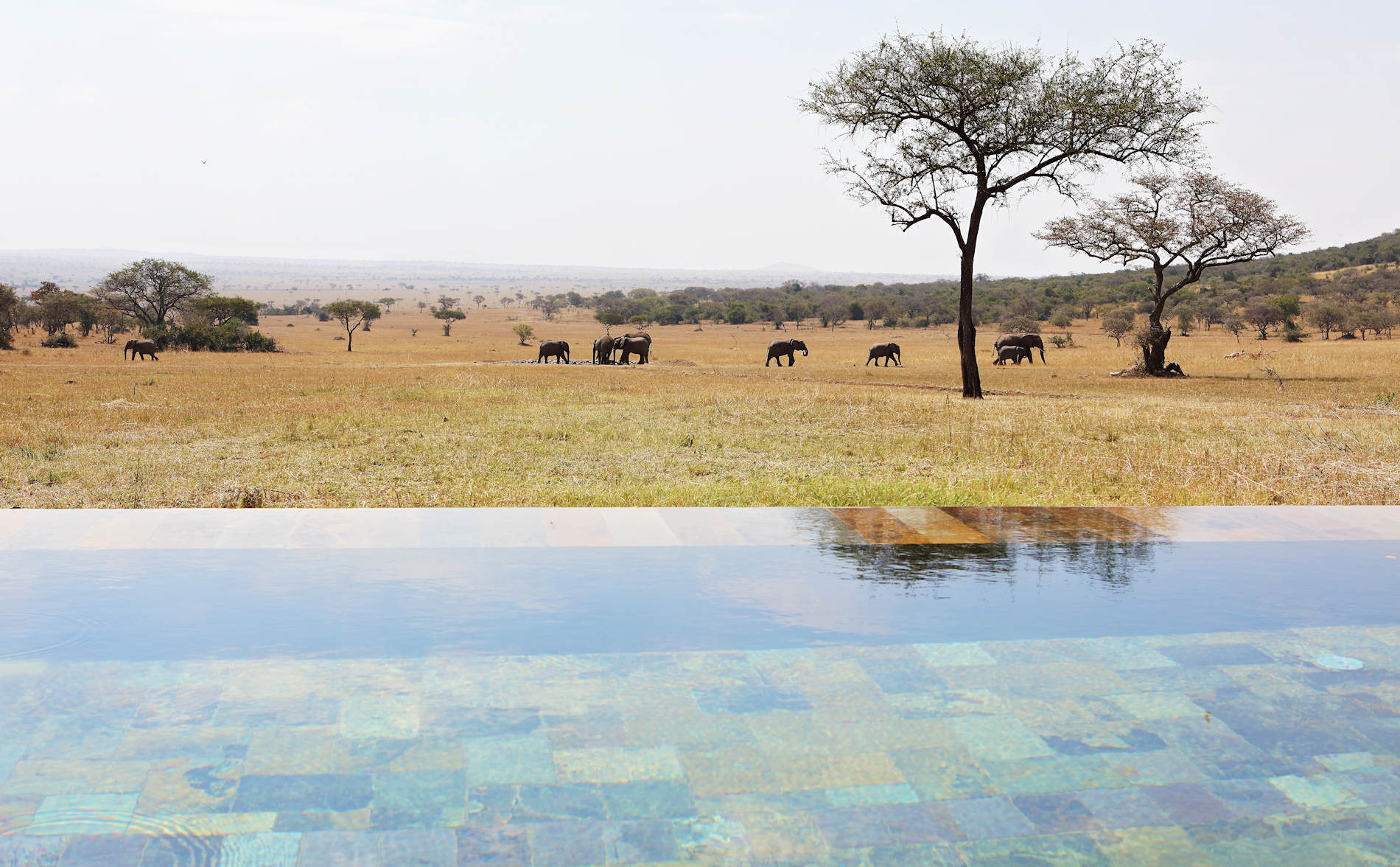 Sph Pool4 © Singita Serengeti House - SINGITA