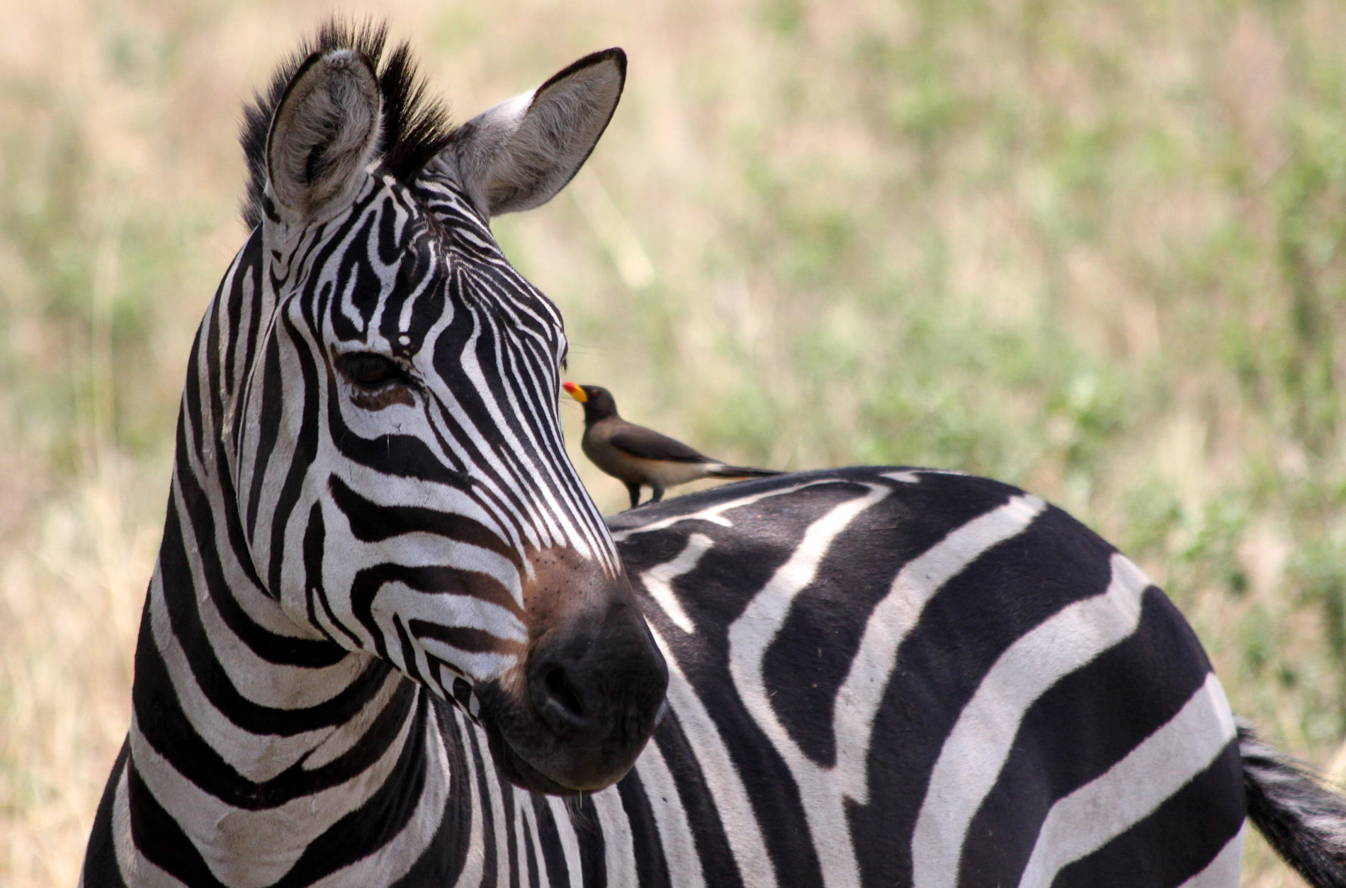 © Siringit Serengeti