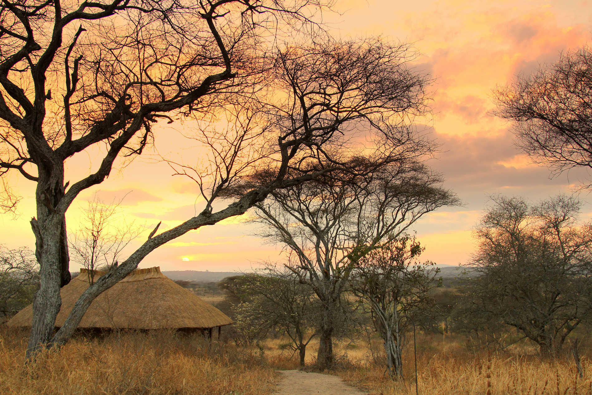 Little Olivers Camp - Tansania Safaris