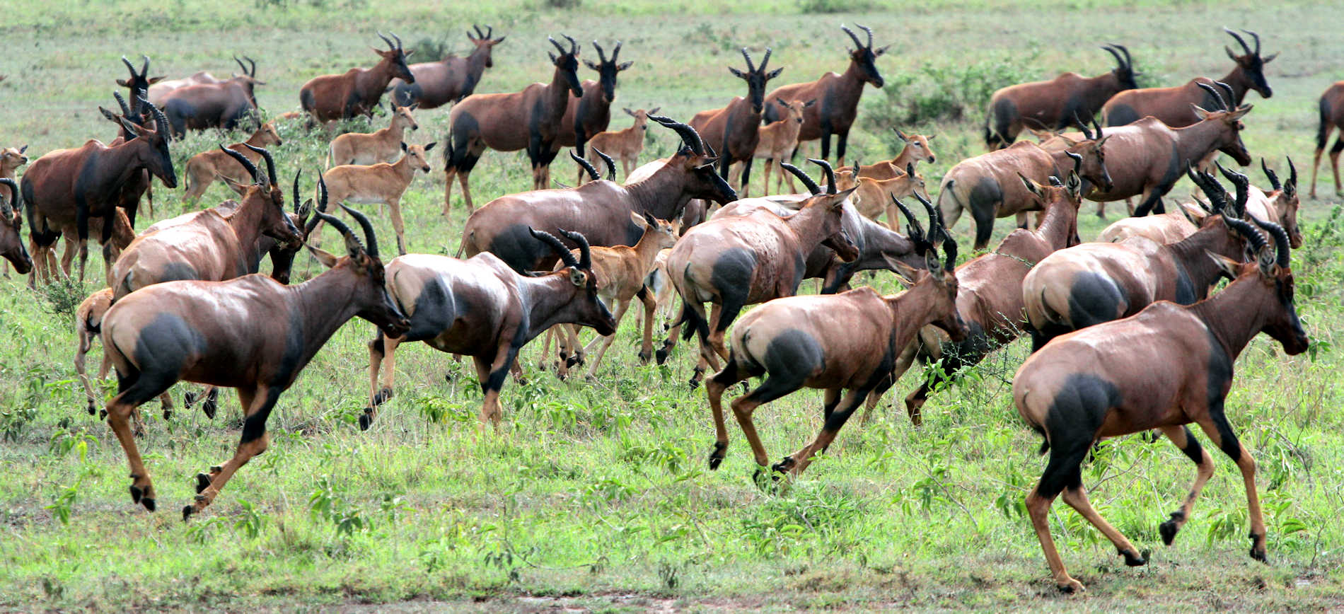 Songa Tented Camp