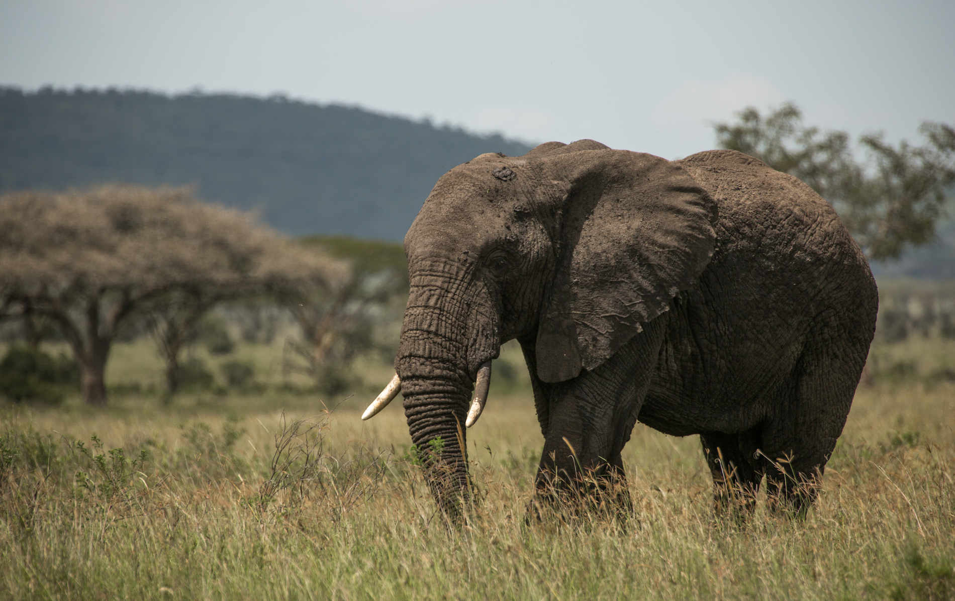 Nimali Serengeti © Nimali Africa (15)