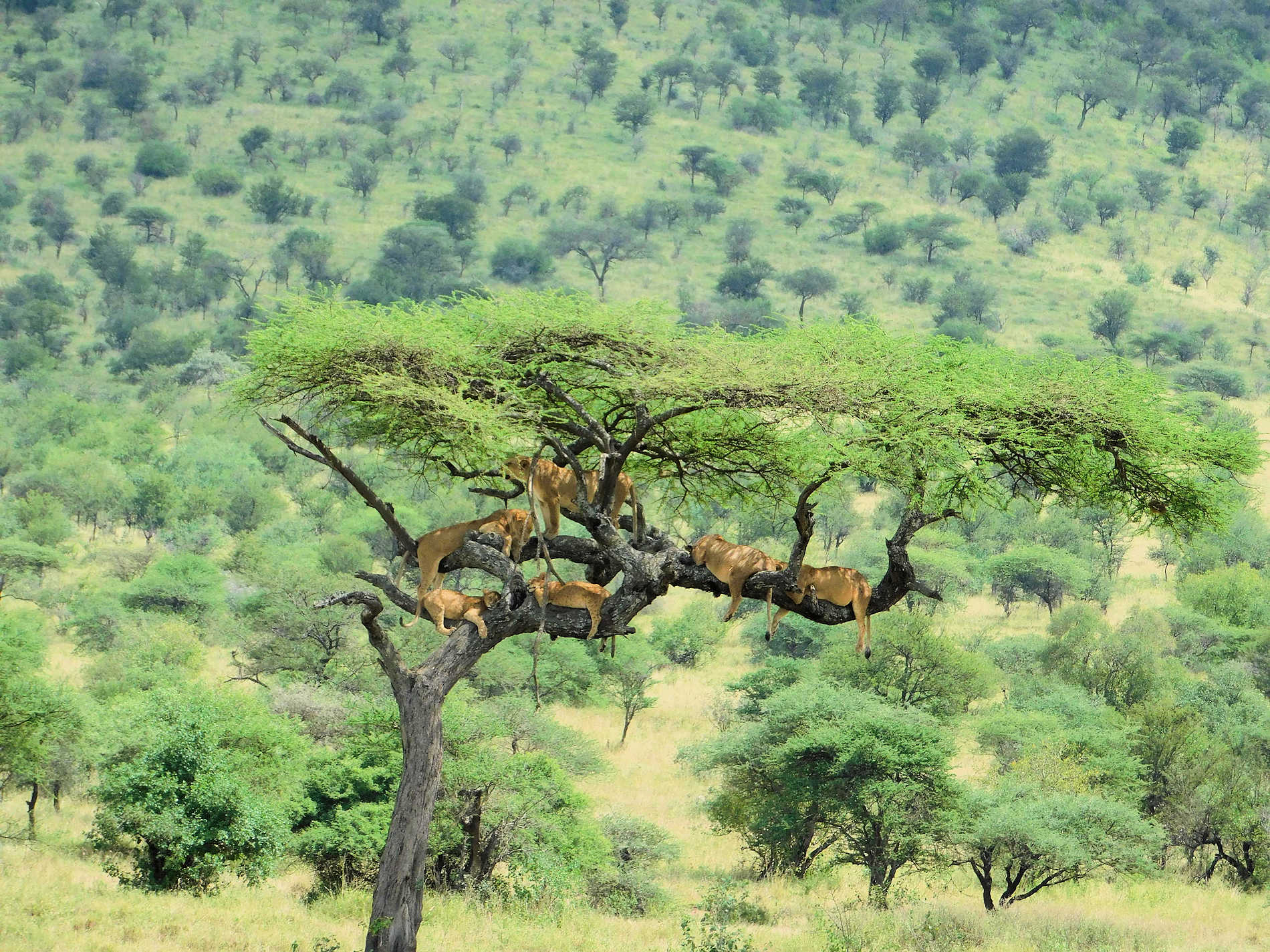 Wilderness Usawa Serengeti © Wilderness (2)