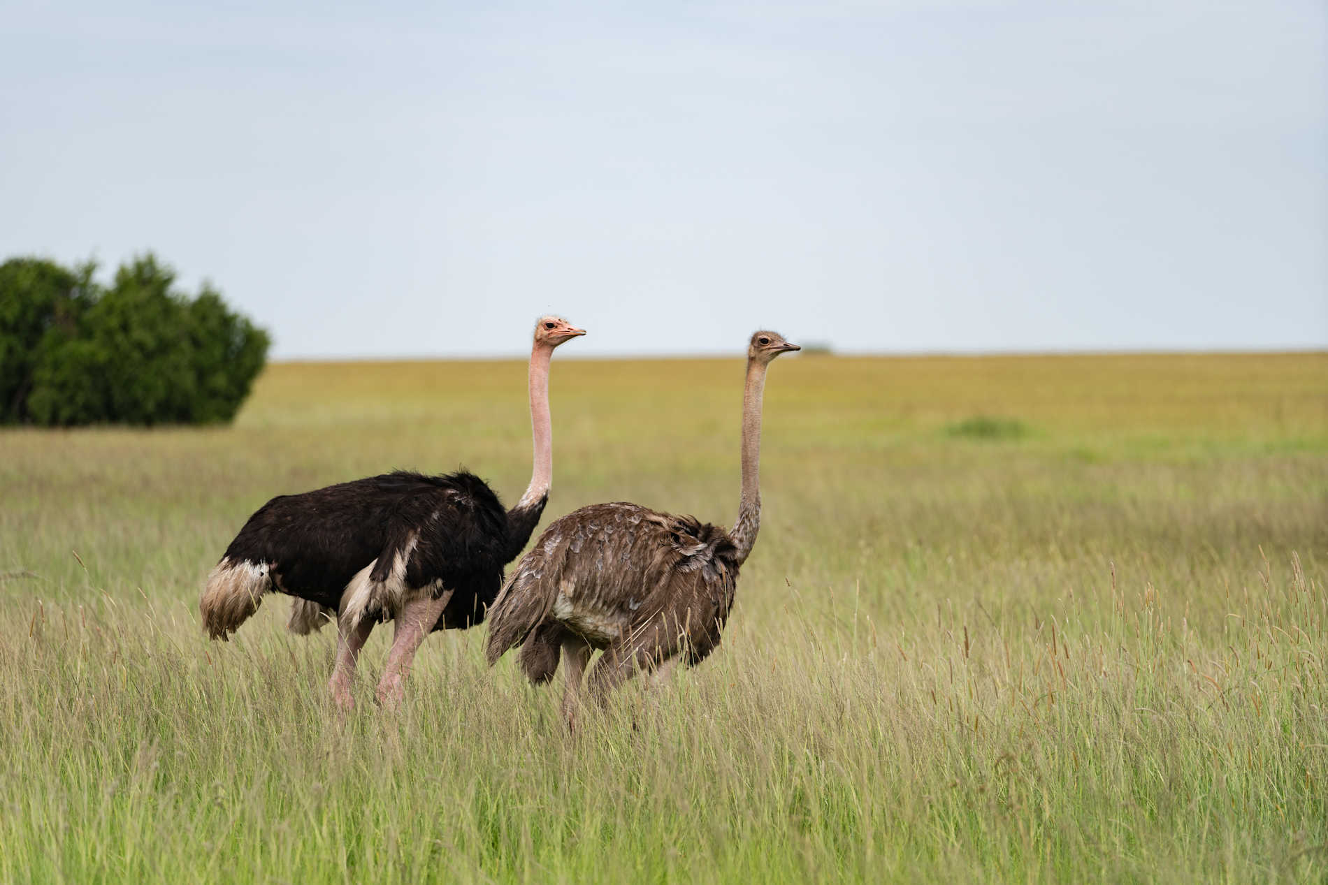 ©Elewana Serengeti Migration Camp (58)