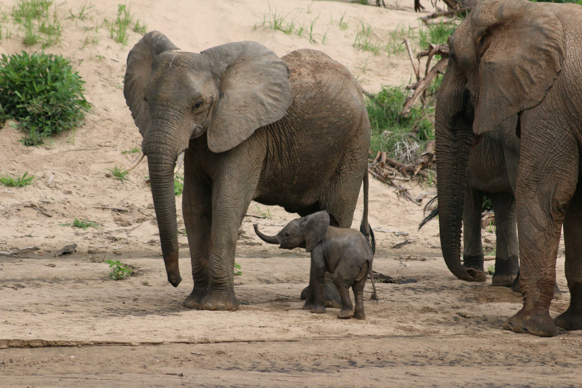 Kokoko Camp RUAHA©Asilia Africa (20)