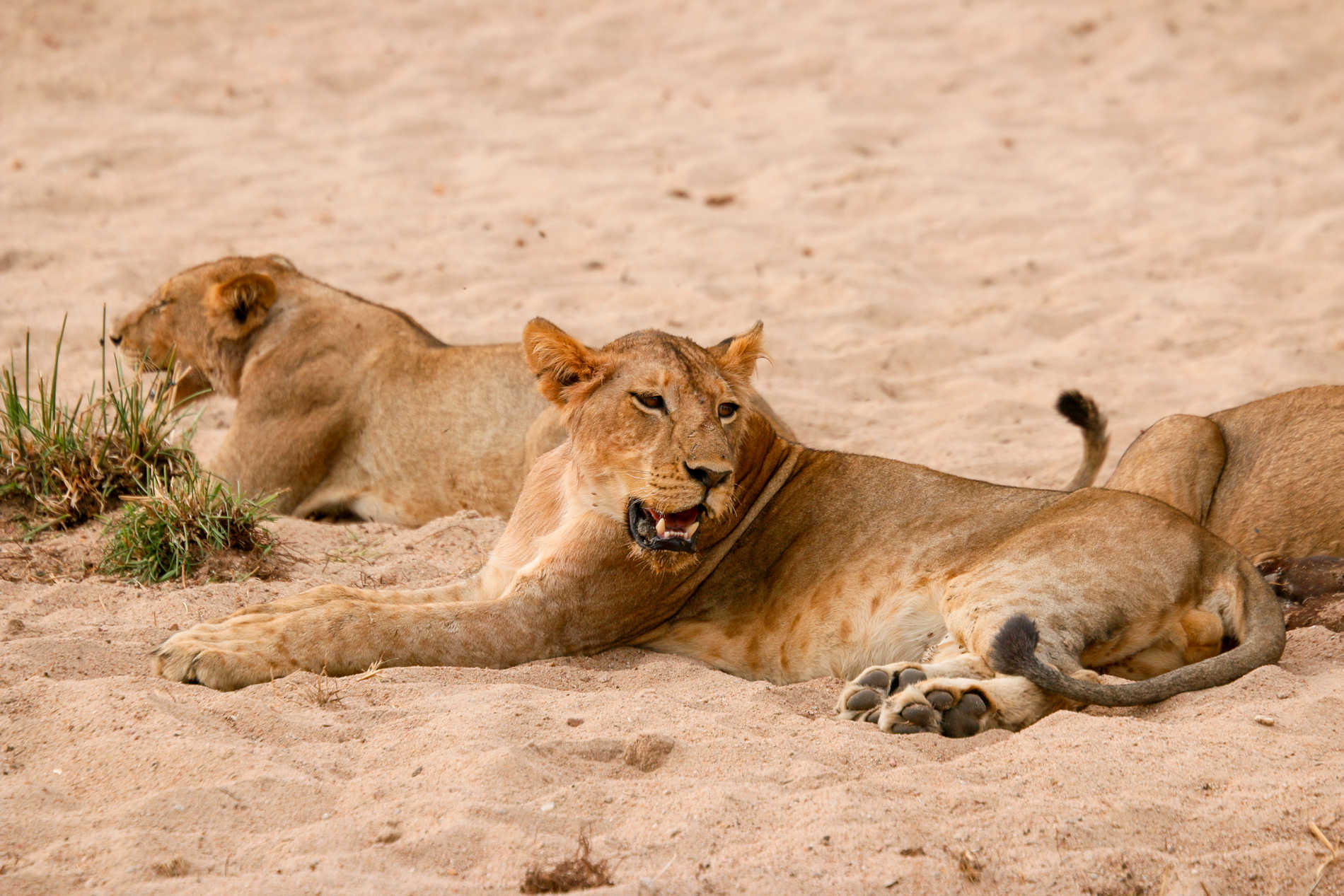 Kokoko Camp RUAHA©Asilia Africa (23)