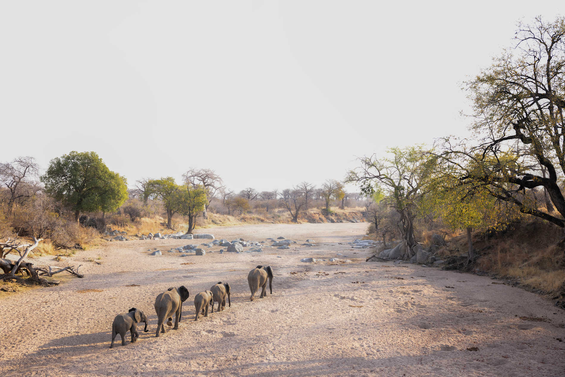 Kokoko Camp RUAHA©Asilia Afrika (12)