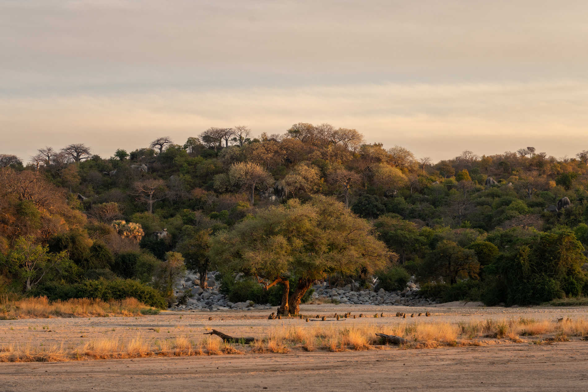 Kokoko Camp RUAHA©Asilia Afrika (4)