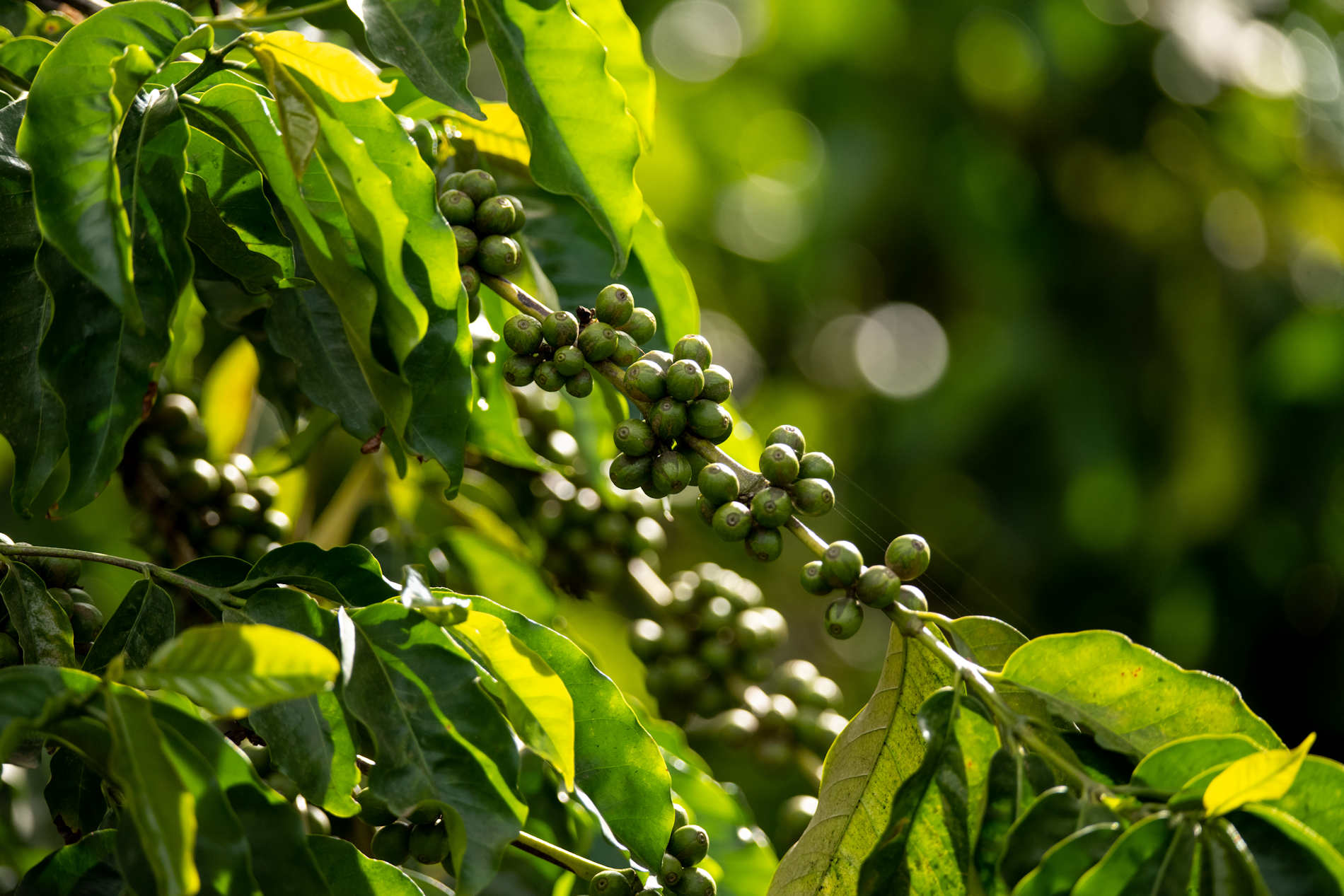 Kitela Lodge © Tanganyika Wilderness Camps (15)