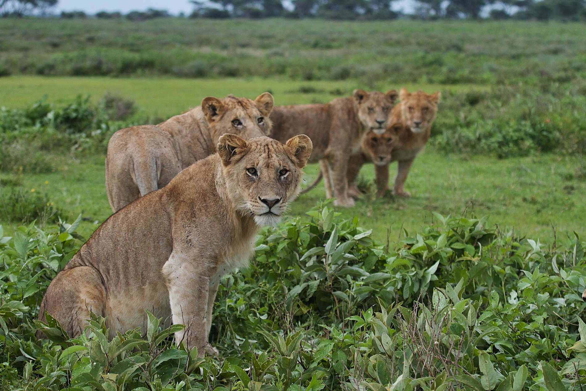 Serian’s Serengeti © Alex Walkers Serian (11)