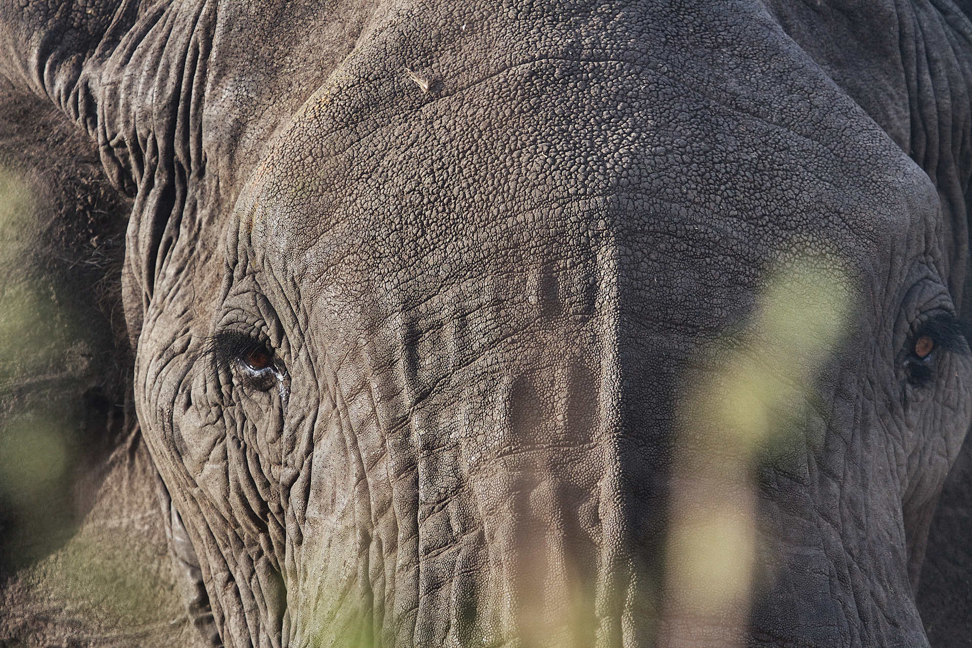 Serian’s Serengeti © Alex Walkers Serian (19)