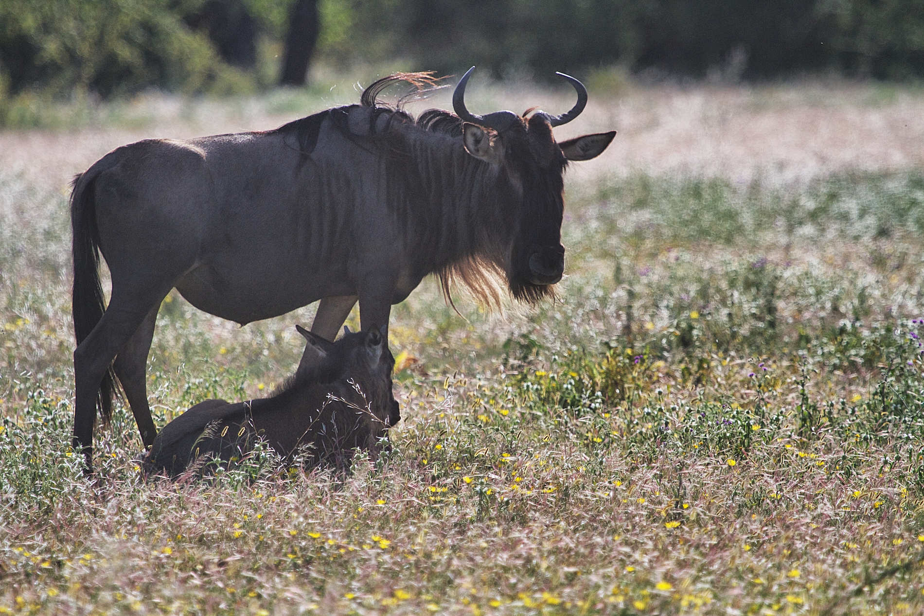 Serian’s Serengeti © Alex Walkers Serian (21)