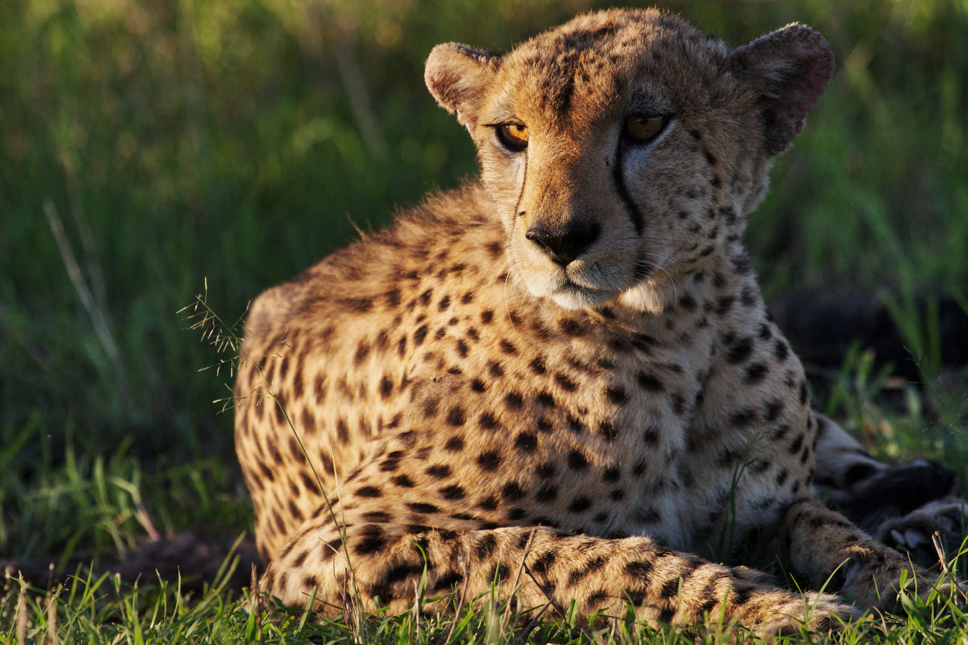 Serian’s Serengeti © Alex Walkers Serian (23)