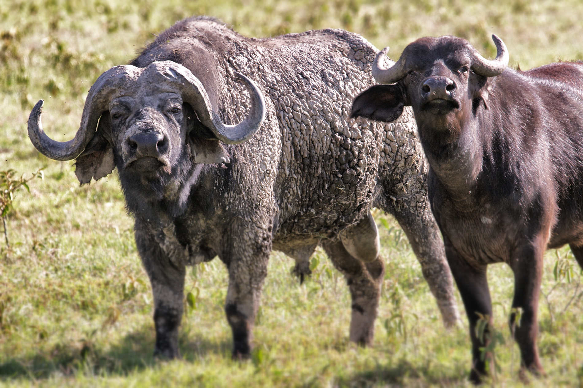 Serian’s Serengeti © Alex Walkers Serian (24)