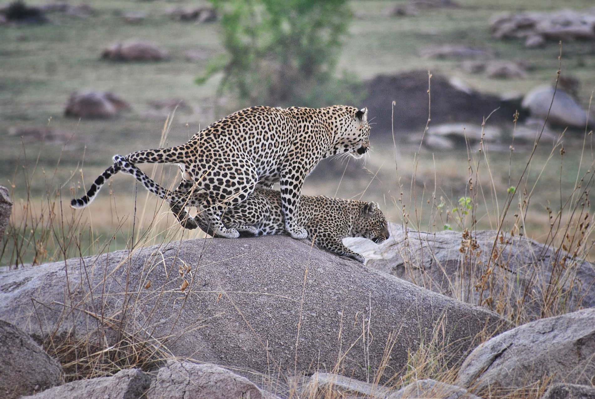 Serian’s Serengeti © Alex Walkers Serian (26)