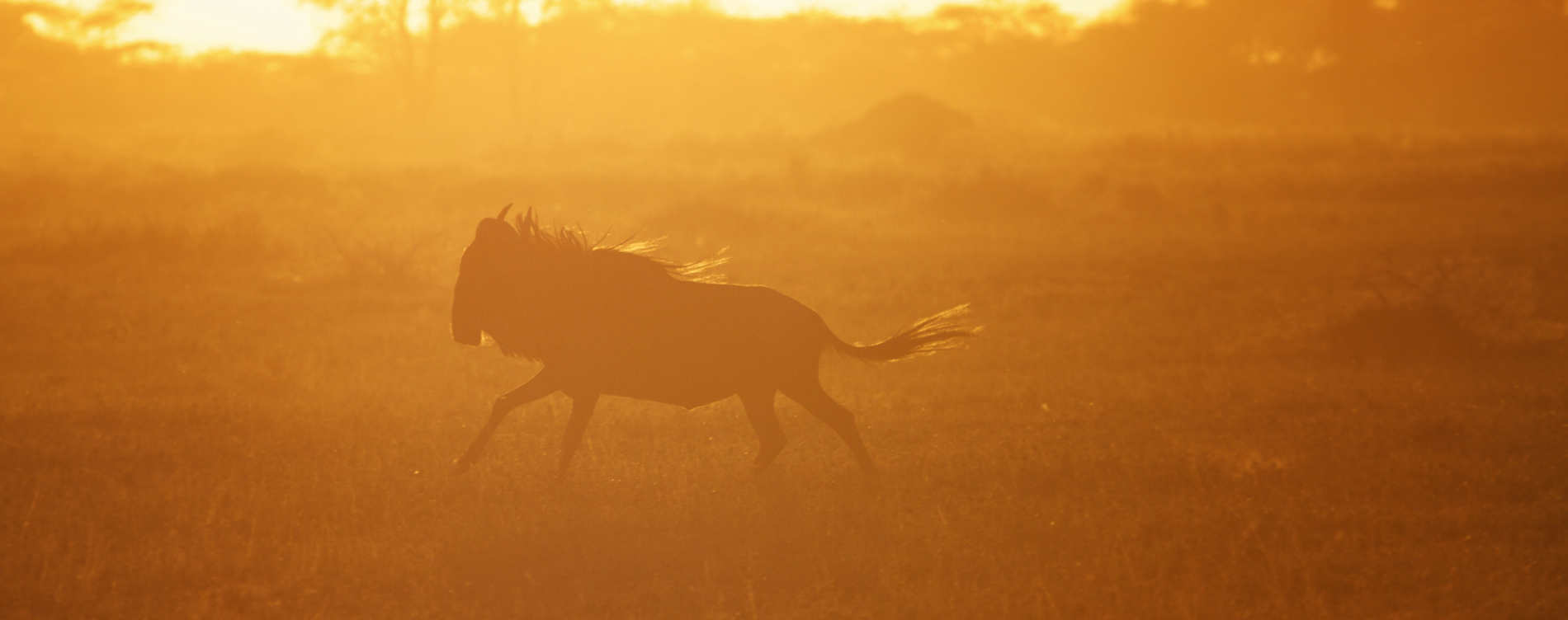 Serian’s Serengeti © Alex Walkers Serian (3)