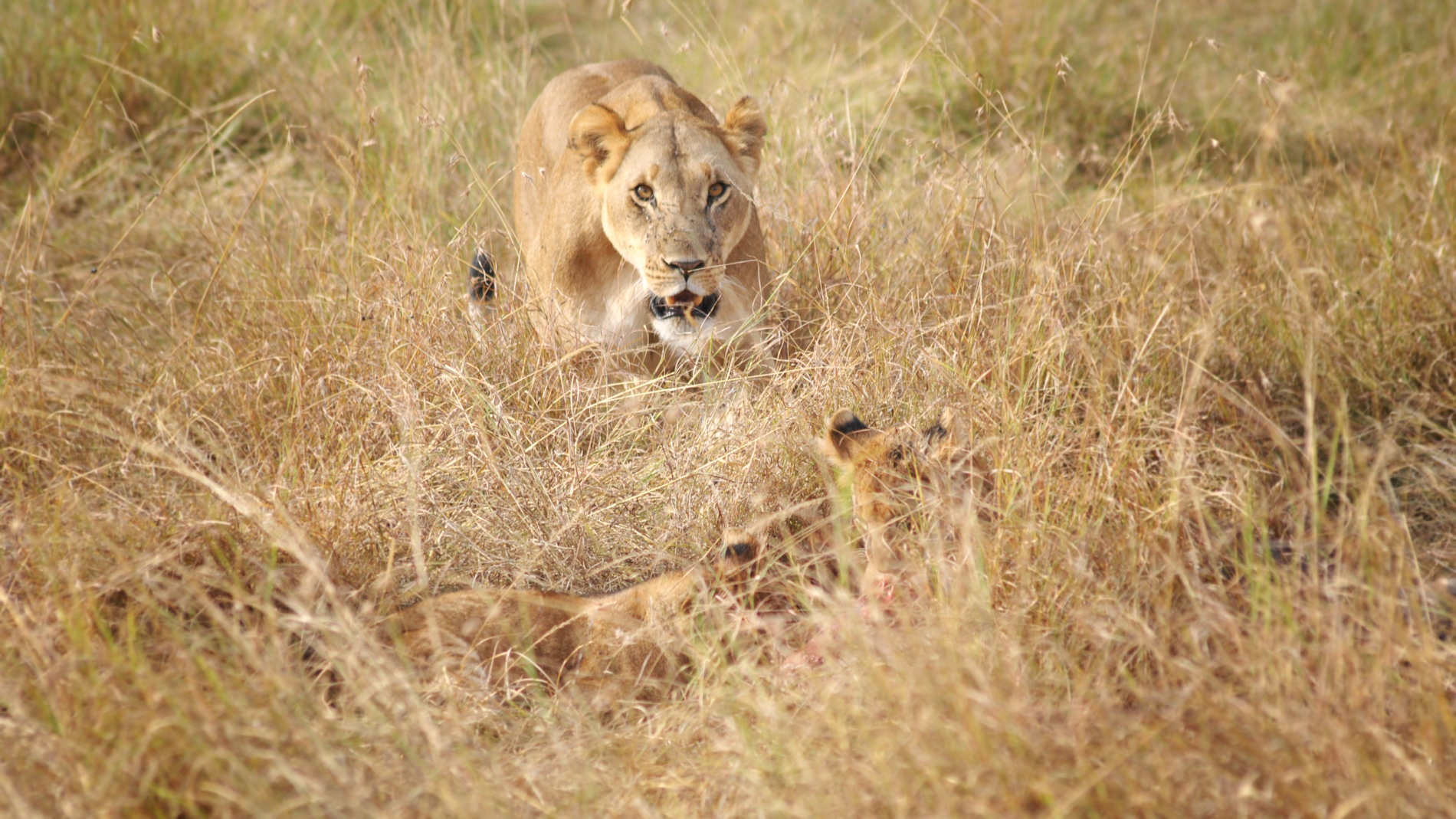 Serian’s Serengeti © Alex Walkers Serian (8)