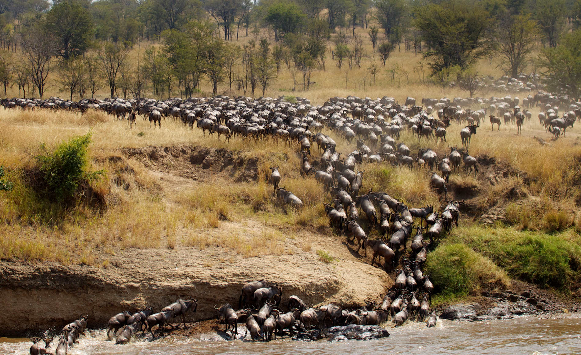 Serian’s Serengeti © Alex Walkers Serian (9)