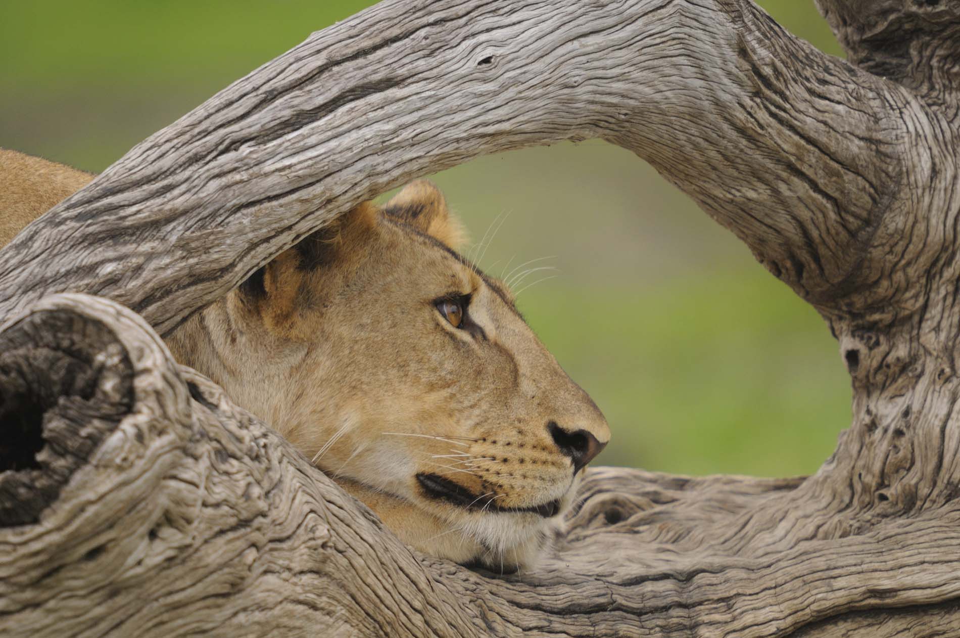 Nyerere NP Lion's Face Rested On A Tree