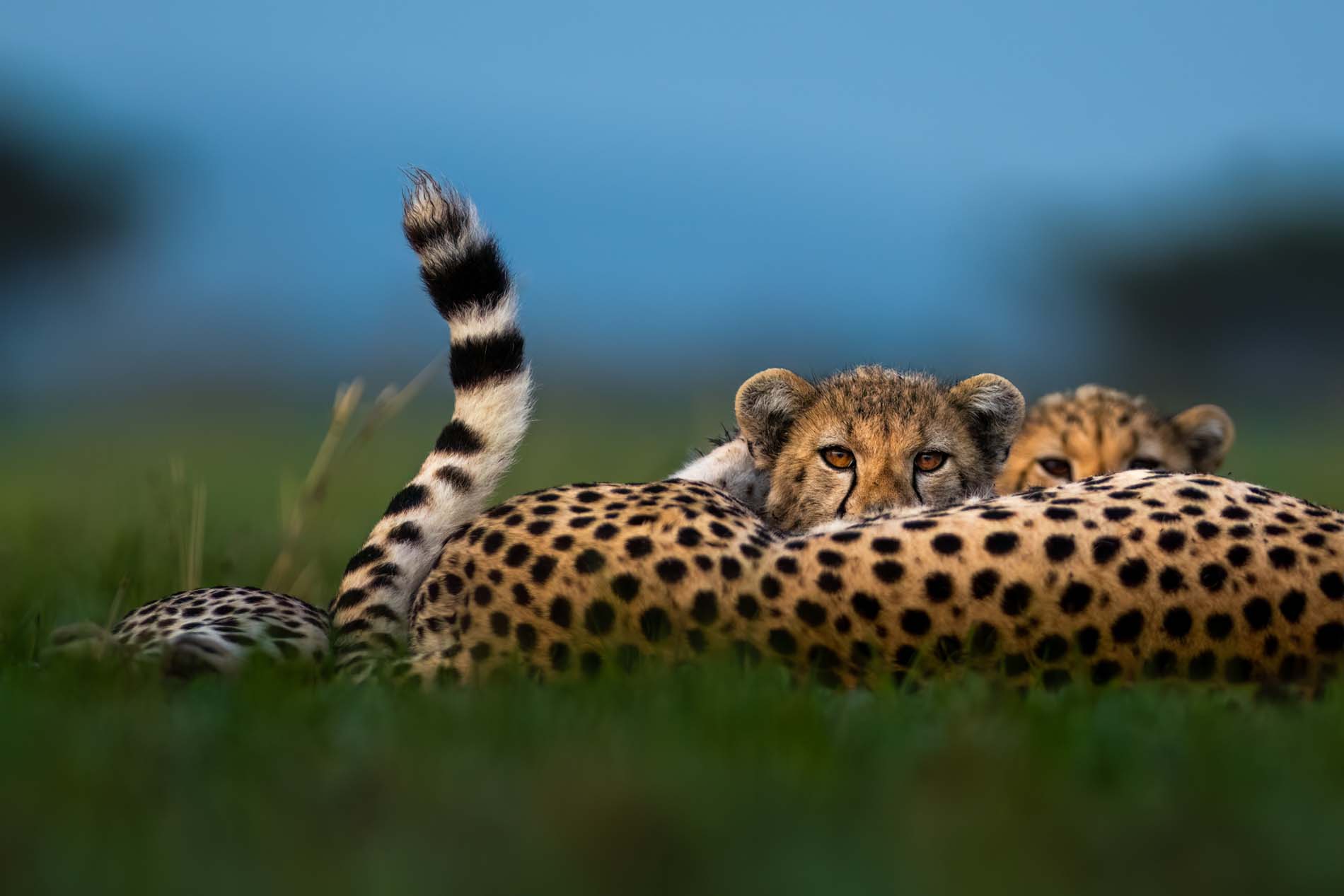 Singita Grumeti Cheetah And Cubs Ross Couper