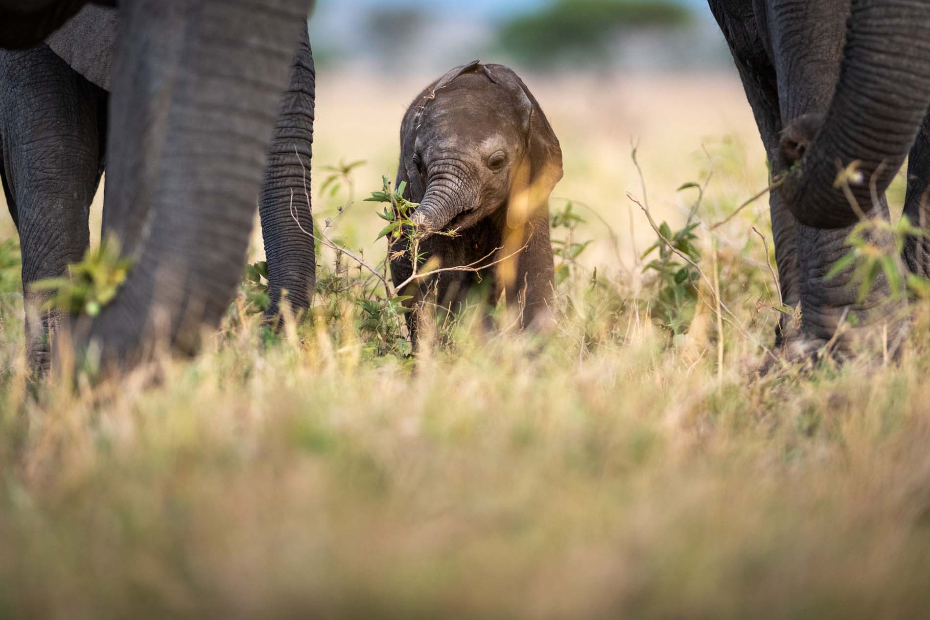 Singita Grumeti Elephant Wildlife Ross Couper